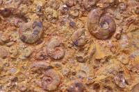 Ammonites diverses dans la roche (banc)